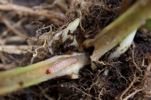 根茎で越冬したイネヨトウの幼虫